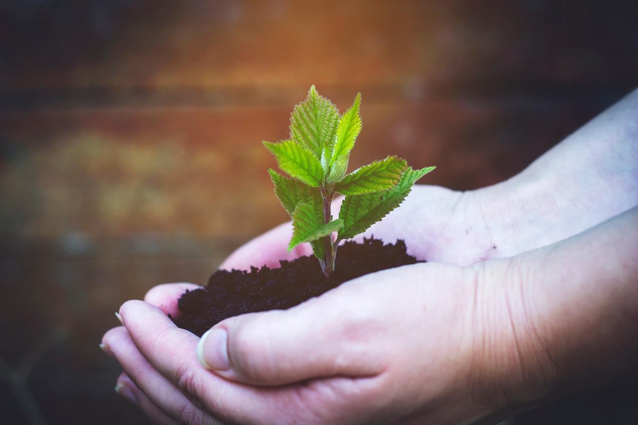 seedling, plant, hand, planting, sprout, tree, leaves, spring, growth, gardening, nature, seedling, seedling, sprout, sprout, sprout, sprout, sprout