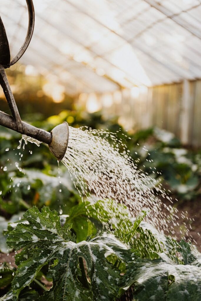 Watering plants in a greenhouse with a traditional metal watering can. Vibrant green leaves bathed in sunlight.