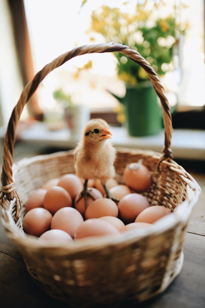 Chick perched on eggs in a wicker basket indoors, with soft lighting and floral decor.